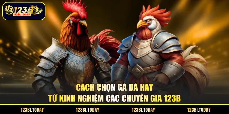 Cách chọn gà đá hay từ kinh nghiệm các chuyên gia 123B
